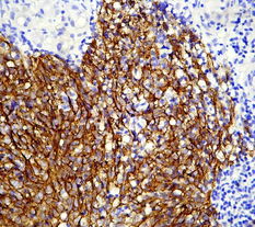 廣州深達(dá)生物制品技術(shù) 創(chuàng)新驅(qū)動(dòng)，引領(lǐng)生物科技新未來